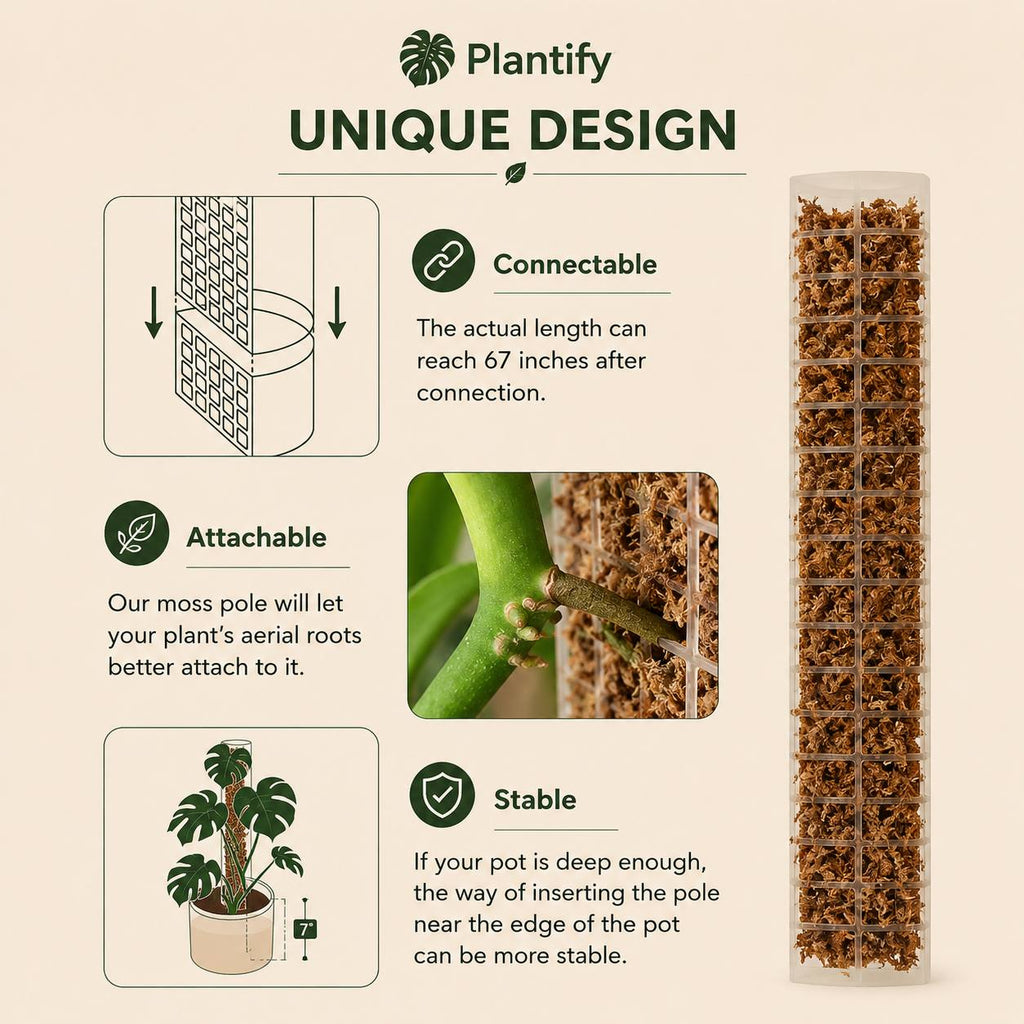 Moss Pole for Monstera & Climbing Plants