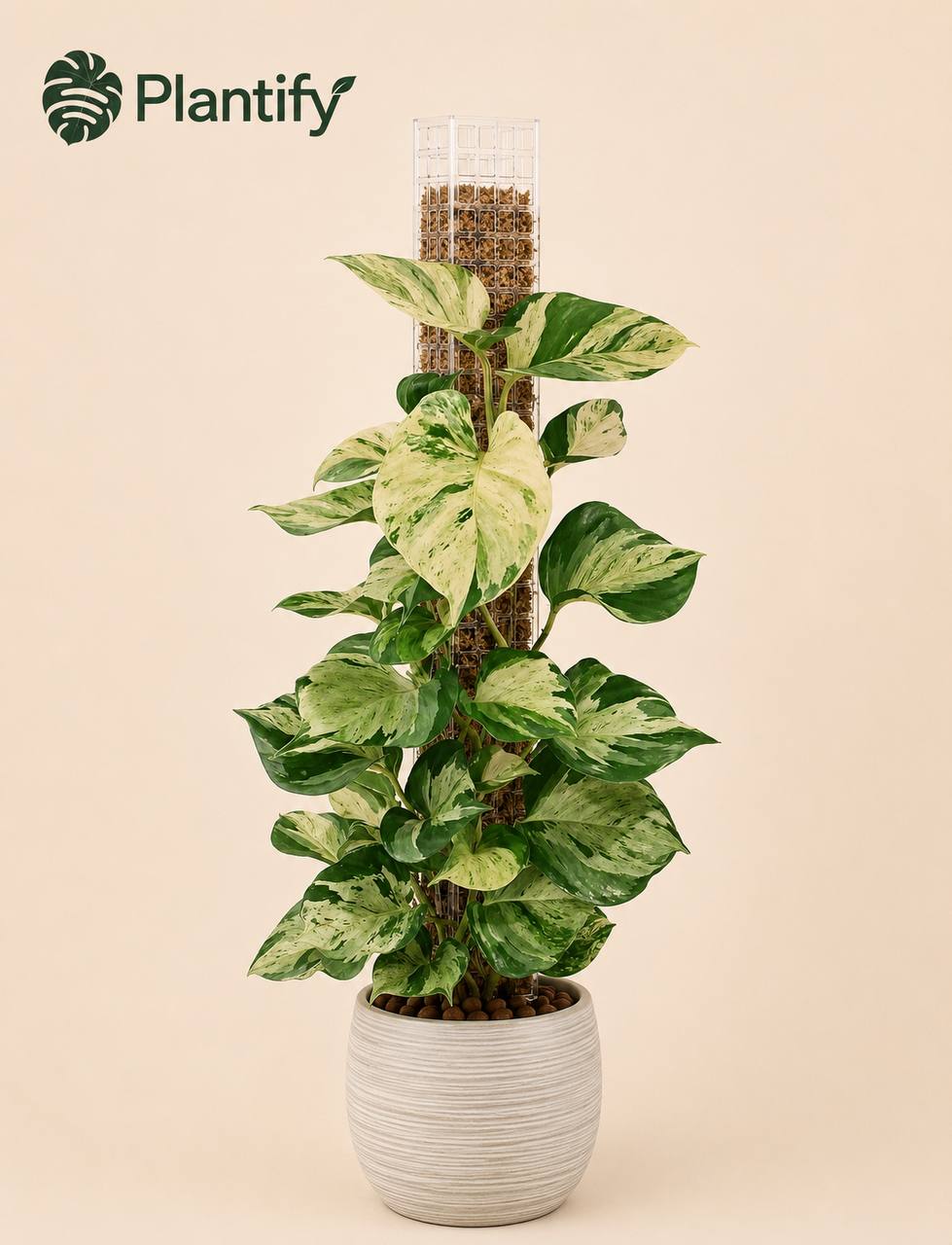 Moss Pole for Monstera & Climbing Plants