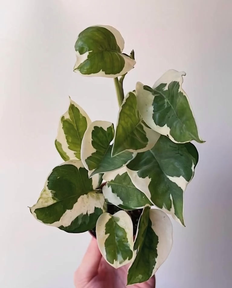 Moss Pole for Monstera & Climbing Plants